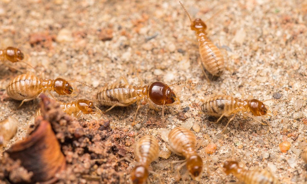 Pest Control in Delhi