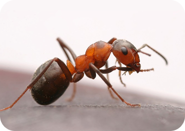 Ant Control