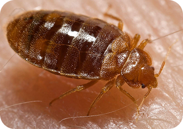 Bed Bug Treatment