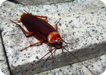 Cockroach Control