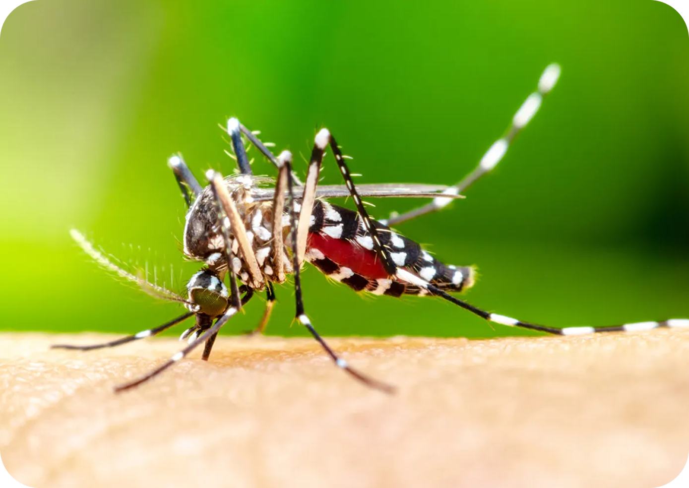 Mosquito Control