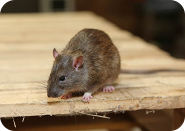 Rodent Control