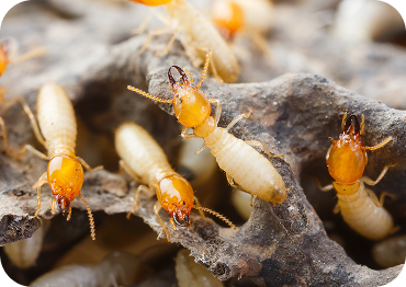 Termite Control